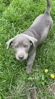 Lucky, a male Labrador Retriever for sale in Concordia Mo, CONCORDIA MO – 4 of 6