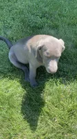 Chip silver lab AKC, a male Labrador Retriever for sale in Concordia Mo, CONCORDIA MO – 6 of 9