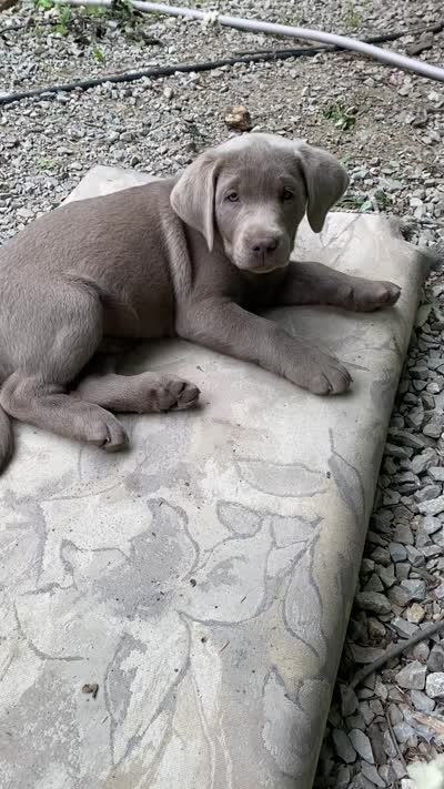 Chip silver lab AKC, a male Labrador Retriever for sale in Concordia Mo, CONCORDIA MO – 5 of 6