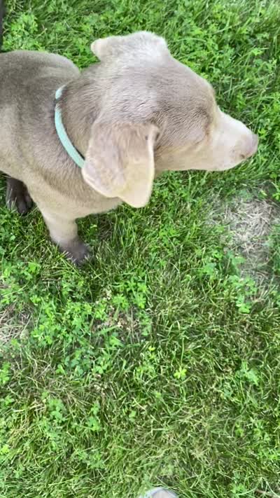 Chip silver lab AKC, a male Labrador Retriever for sale in Concordia Mo, CONCORDIA MO – 9 of 9