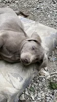Chip silver lab AKC, a male Labrador Retriever for sale in Concordia Mo, CONCORDIA MO – 2 of 6