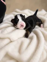 Cronos , a male Bernese Mountain Dog for sale in Waterbury, CT – 2 of 2