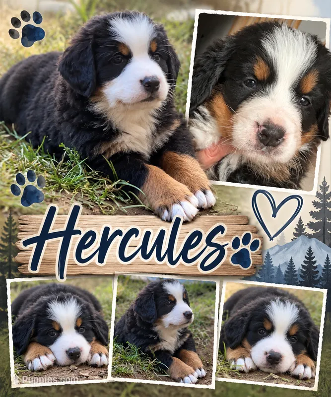 Hercules  – Bernese Mountain Dog puppy for sale in Waterbury, CT