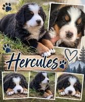 Hercules , a male Bernese Mountain Dog for sale in Waterbury, CT – 1 of 1