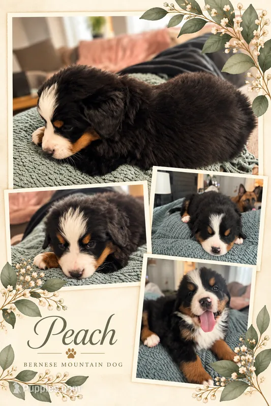 Peach  – Bernese Mountain Dog puppy for sale in Waterbury, CT