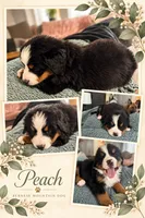 Peach , a female Bernese Mountain Dog for sale in Waterbury, CT – 1 of 1