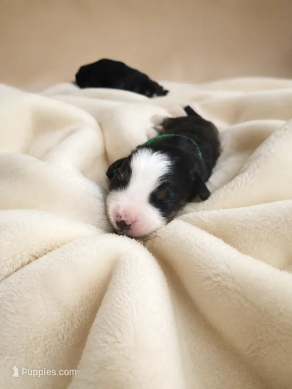 Cronos  – Bernese Mountain Dog puppy for sale in Waterbury, CT