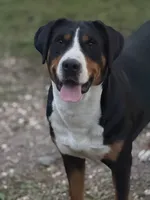 Upcoming Litter- inquire for application , a  Greater Swiss Mountain Dog for sale in Steelville, MO – 8 of 10