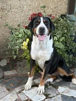 Upcoming Litter- inquire for application , a  Greater Swiss Mountain Dog for sale in Steelville, MO – 2 of 10