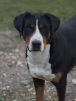 Upcoming Litter- inquire for application , a  Greater Swiss Mountain Dog for sale in Steelville, MO – 7 of 10