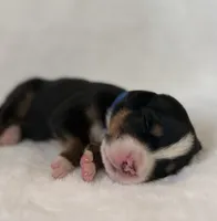 Messi - Blue Collar - inquire for application , a male Greater Swiss Mountain Dog for sale in Steelville, MO – 2 of 10