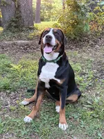 Upcoming Litter- inquire for application , a  Greater Swiss Mountain Dog for sale in Steelville, MO – 5 of 10