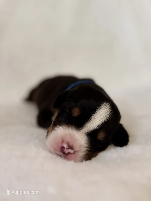 Messi - Blue Collar - inquire for application  – Greater Swiss Mountain Dog puppy for sale in Steelville, MO
