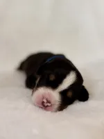 Messi - Blue Collar - inquire for application , a male Greater Swiss Mountain Dog for sale in Steelville, MO – 1 of 10