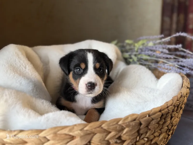Blue Collar - inquire for application  – Greater Swiss Mountain Dog puppy for sale in Steelville, MO