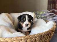 Blue Collar - inquire for application , a male Greater Swiss Mountain Dog for sale in Steelville, MO – 1 of 10