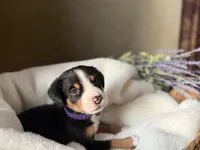 Blue Collar - inquire for application , a male Greater Swiss Mountain Dog for sale in Steelville, MO – 2 of 10