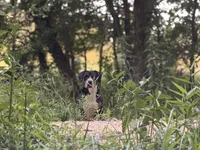 Upcoming Litter- inquire for application , a  Greater Swiss Mountain Dog for sale in Steelville, MO – 10 of 10