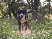 Upcoming Litter- inquire for application , a  Greater Swiss Mountain Dog for sale in Steelville, MO – 9 of 10