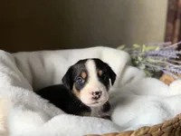 Blue Collar - inquire for application , a male Greater Swiss Mountain Dog for sale in Steelville, MO – 3 of 10