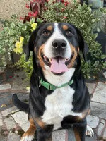 Upcoming Litter- inquire for application , a  Greater Swiss Mountain Dog for sale in Steelville, MO – 4 of 10