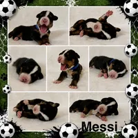 Messi - Blue Collar - inquire for application , a male Greater Swiss Mountain Dog for sale in Steelville, MO – 3 of 10
