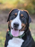 Upcoming Litter- inquire for application , a  Greater Swiss Mountain Dog for sale in Steelville, MO – 6 of 10