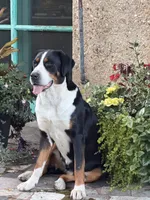 Upcoming Litter- inquire for application , a  Greater Swiss Mountain Dog for sale in Steelville, MO – 3 of 10
