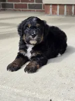 Winnie, a female Miniature Bernedoodle for sale in Beach City, OH – 2 of 3