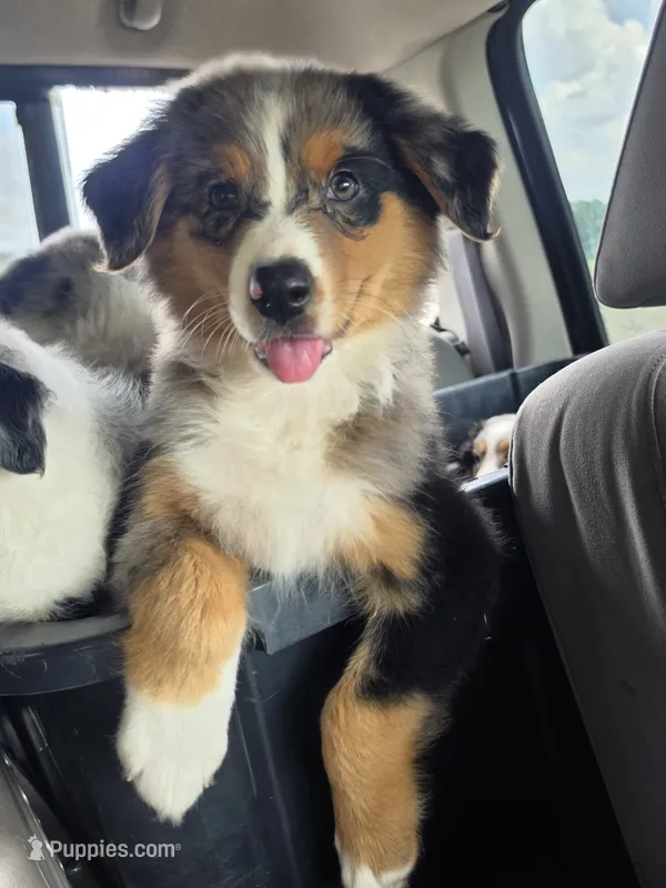 Banjo – Australian Shepherd puppy for sale in Beach City, OH