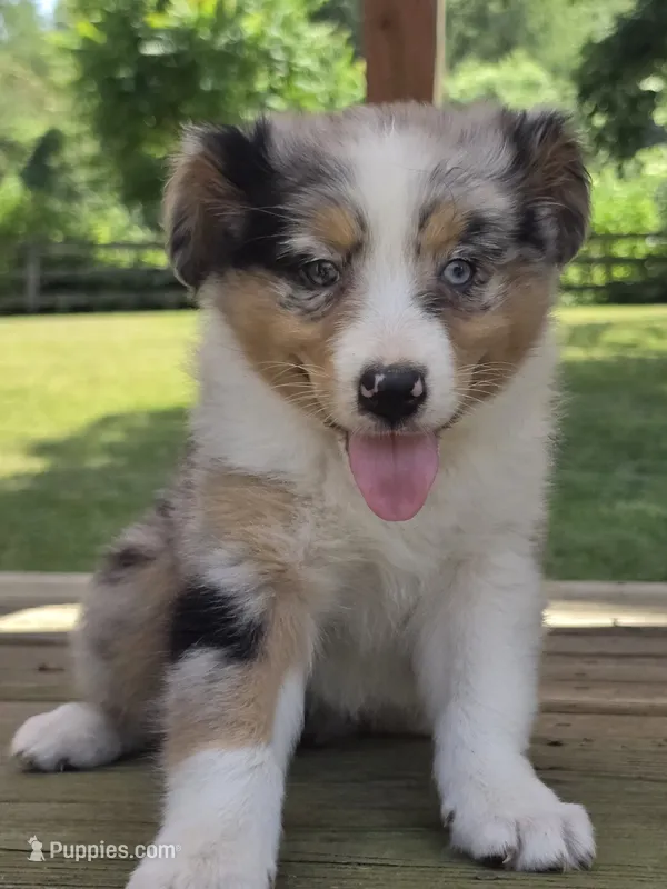 Zoey – Australian Shepherd puppy for sale in Beach City, OH