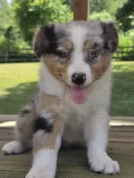 Zoey, a female Australian Shepherd for sale in Beach City, OH – 1 of 2