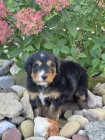 Hazel, a female Miniature Bernedoodle for sale in Beach City, OH – 2 of 6