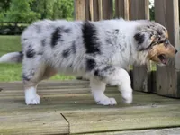 Stella, a female Australian Shepherd for sale in Beach City, OH – 2 of 4