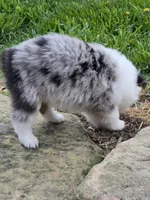 Layla, a female Miniature Australian Shepherd for sale in Beach City, OH – Photo 3 of 3