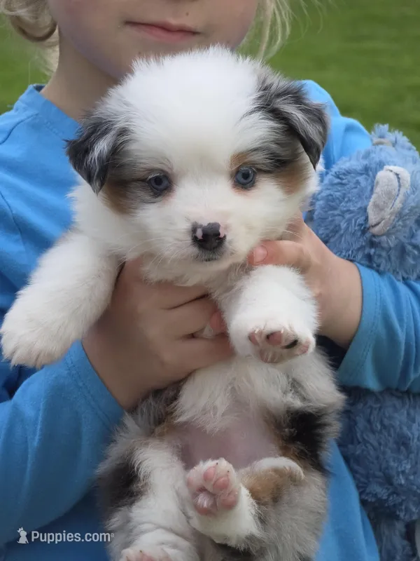 Layla – Miniature Australian Shepherd puppy for sale in Beach City, OH