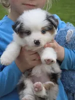 Layla, a female Miniature Australian Shepherd for sale in Beach City, OH – Photo 1 of 3