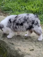 Layla, a female Miniature Australian Shepherd for sale in Beach City, OH – Photo 2 of 3