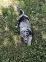 Maggie, a female Australian Shepherd for sale in Beach City, OH – 3 of 3