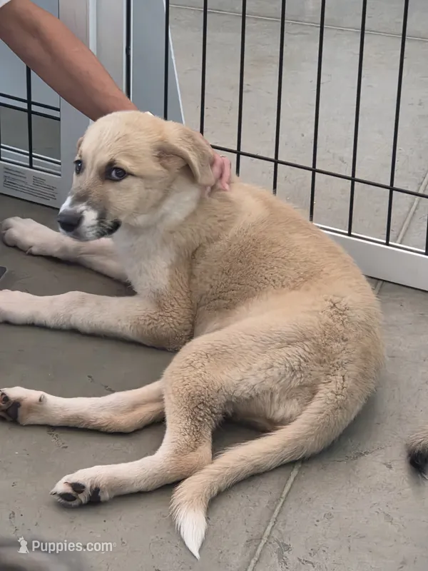 Kya – Anatolian Shepherd Dog, Great Pyrenees puppy for sale in Beach City, OH