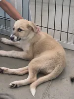Kya, a female Anatolian Shepherd Dog and Great Pyrenees for sale in Beach City, OH – 1 of 4