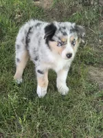 Zeke, a male Australian Shepherd for sale in Beach City, OH – 3 of 3