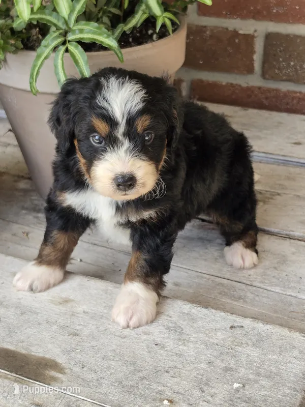 Sophie – Miniature Bernedoodle puppy for sale in Beach City, OH