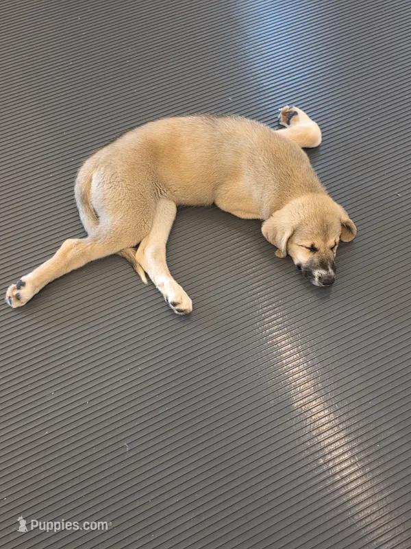 Nala – Anatolian Shepherd Dog, Great Pyrenees puppy for sale in Beach City, OH