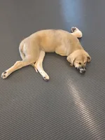 Nala, a female Anatolian Shepherd Dog and Great Pyrenees for sale in Beach City, OH – 1 of 2
