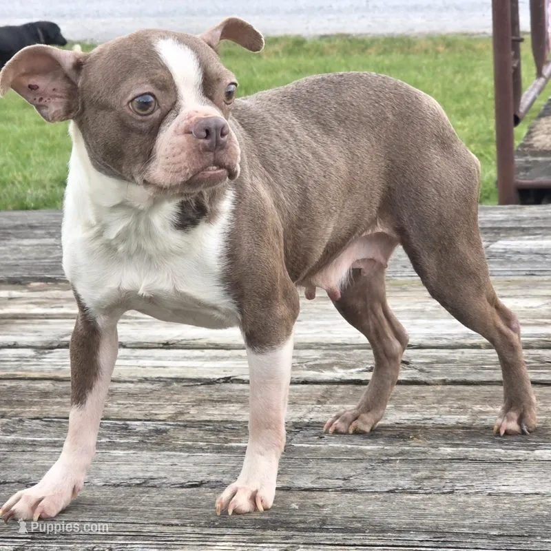 Ruby – Boston Terrier puppy for sale in Beach City, OH
