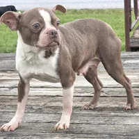 Ruby, a female Boston Terrier for sale in Beach City, OH – 1 of 1