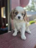 Bentley , a male Cavalier King Charles Spaniel for sale in Beach City, OH – 3 of 4
