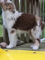 Rudy, a male Australian Shepherd for sale in Beach City, OH – 4 of 4