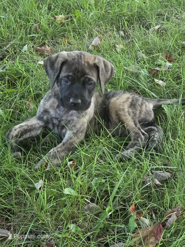 Axel – English Mastiff puppy for sale in Beach City, OH